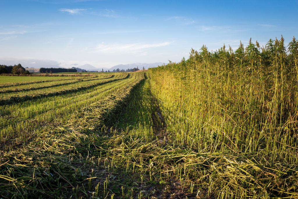 How Hemp Rolling Papers Are Made